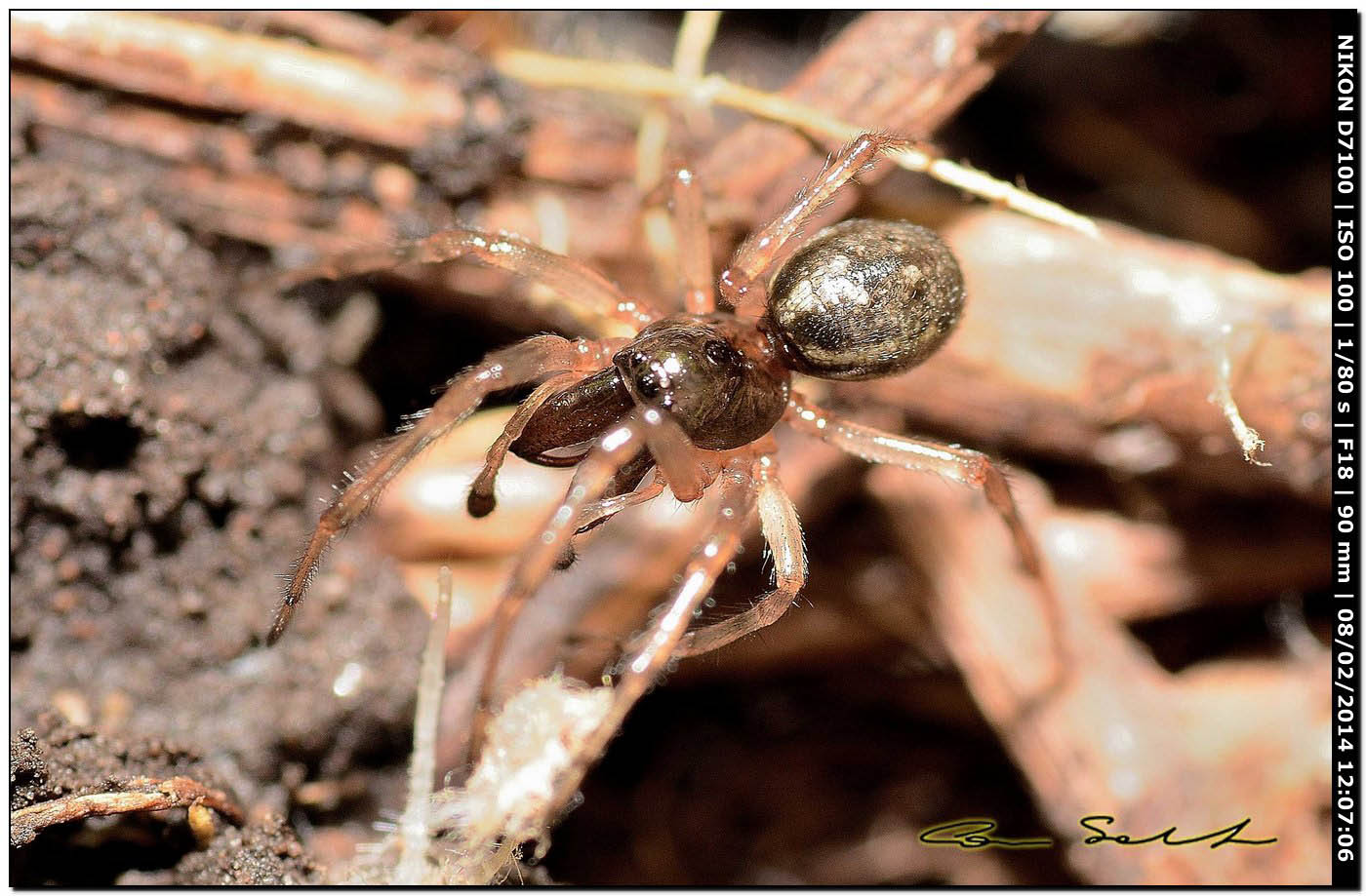 Maschio di Enoplognatha cfr mandibularis - Alghero (SS)